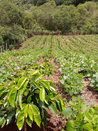 Honduras